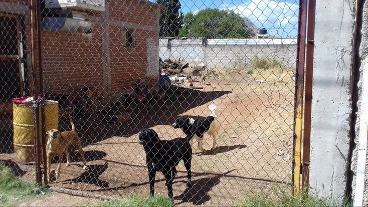 Perros