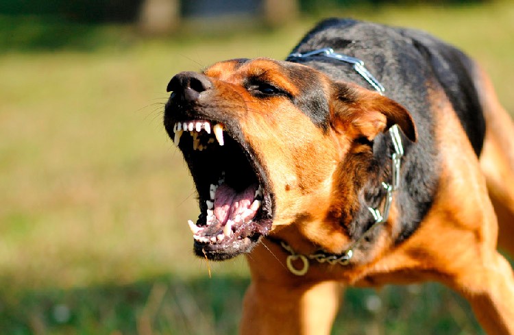 Que hago si me ataca un perro agresivo