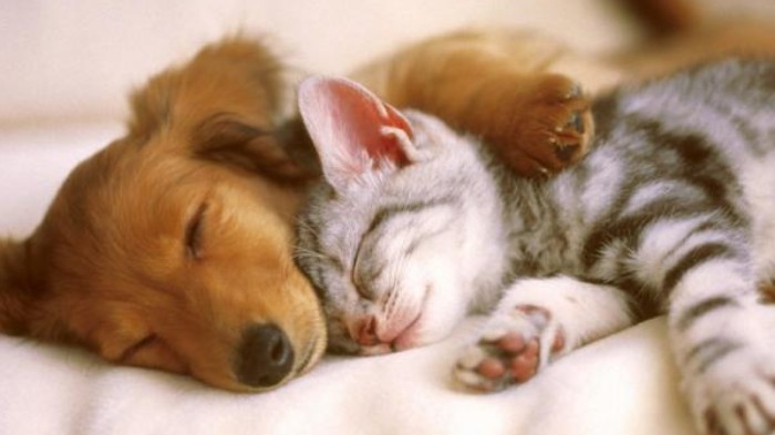Perrosygatos