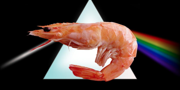 328aa84122 introducing synalpheus pinkfloydi