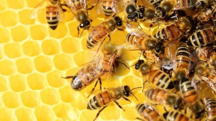 Abejas