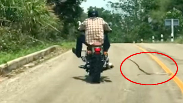 Serpiente moto