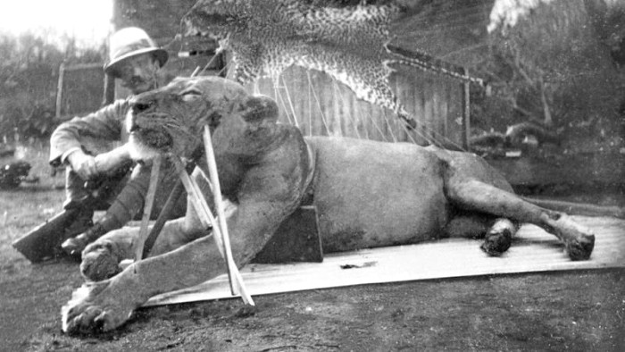 Patterson y leon de tsavo