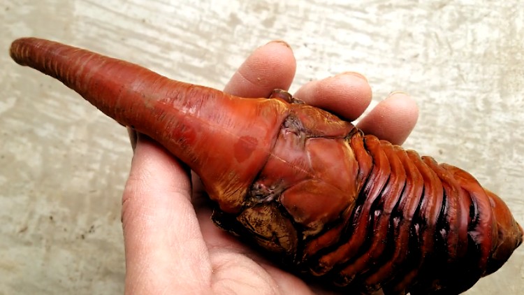 La monstruosa y fascinante metamorfosis del escarabajo Hércules | Sociedad