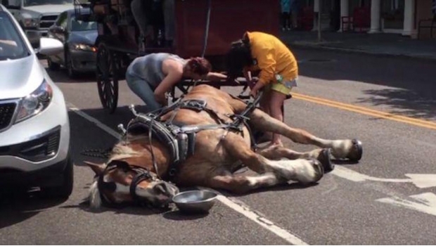 Caballo pierde el conocimiento tras jalar carroza de turistas