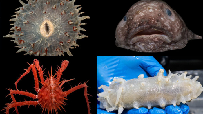 Hallaron estas nuevas especies en abismo marino — Tenebroso
