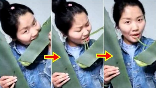 Aloe vera eater