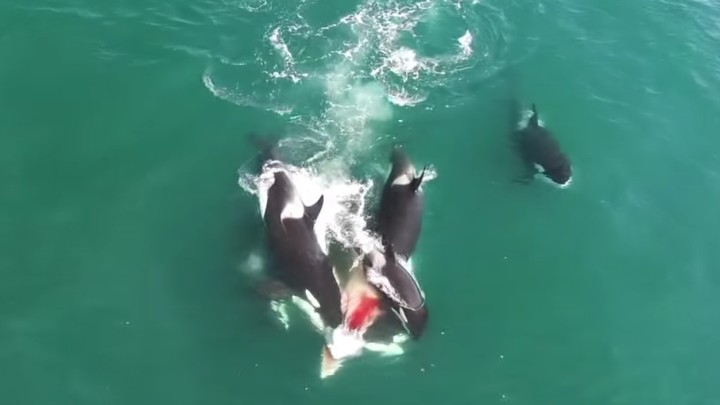 Orcas