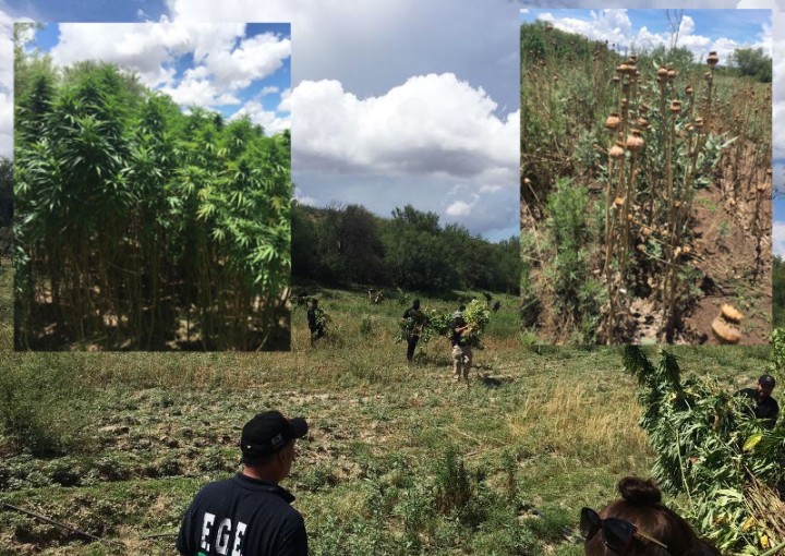 Valle de zaragoza destruyen droga