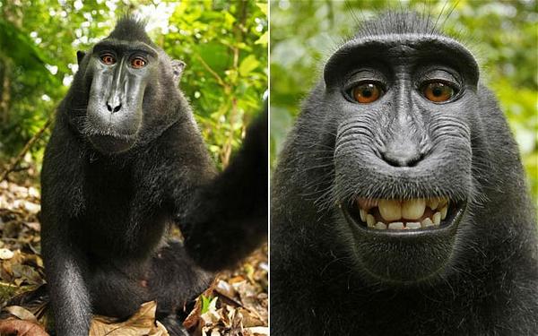 Selfie del mono