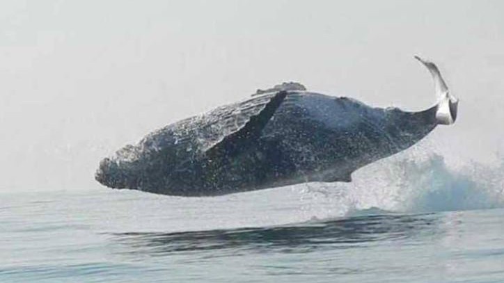 Ballena jorobada salta para salir totalmente del agua