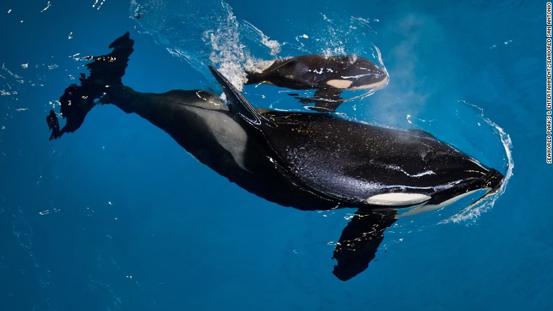 Murió la más joven orca nacida en Seaworld