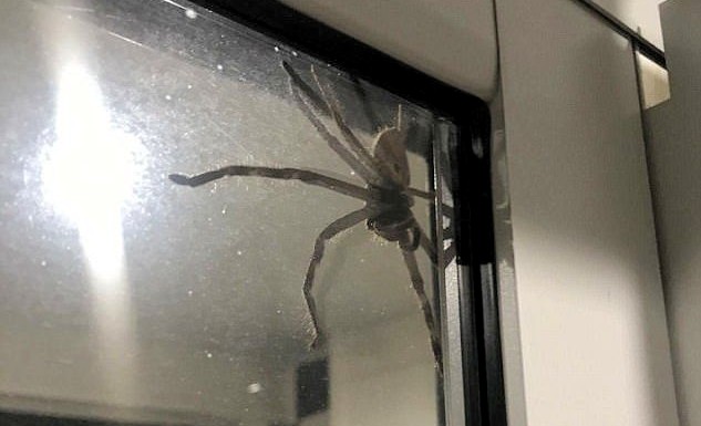 Araña de pesadilla aterra a una pareja en Australia Araña de pesadilla aterra a una pareja en Australia