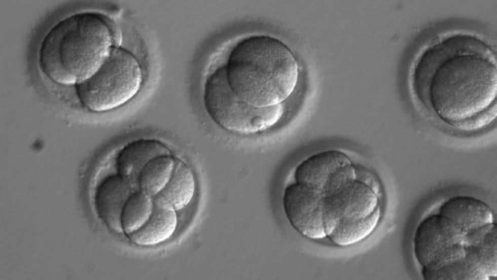 Embrión humano es modificado genéticamente por primera vez en Estados Unidos
