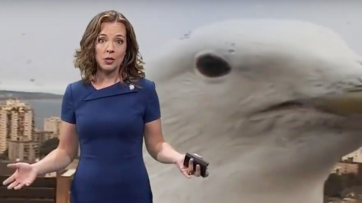 Gaviota