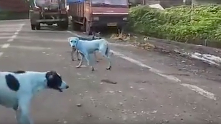 Preocupación en India por perros 'teñidos' de color azul