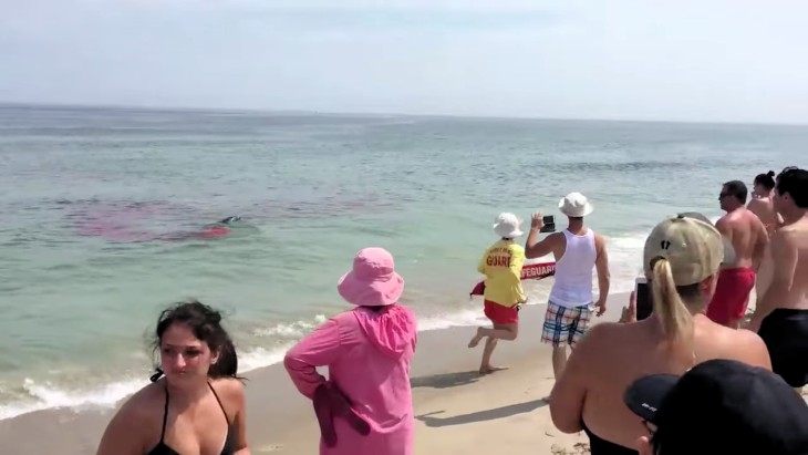 Un tiburón atacó a un león marino cerca de unos bañistas