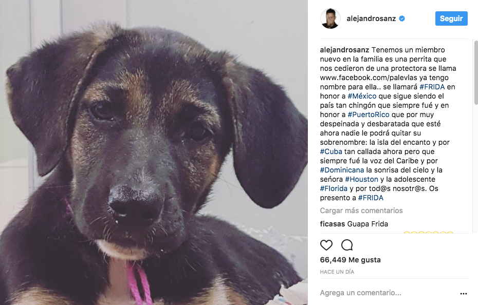 Perrita frida