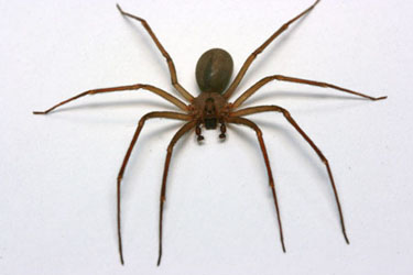 1 brownrecluse