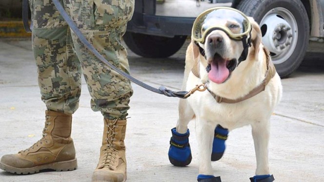 Piden a Semar dejar de exhibir a perrita rescatista