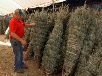 Importacion arbol navidad pino
