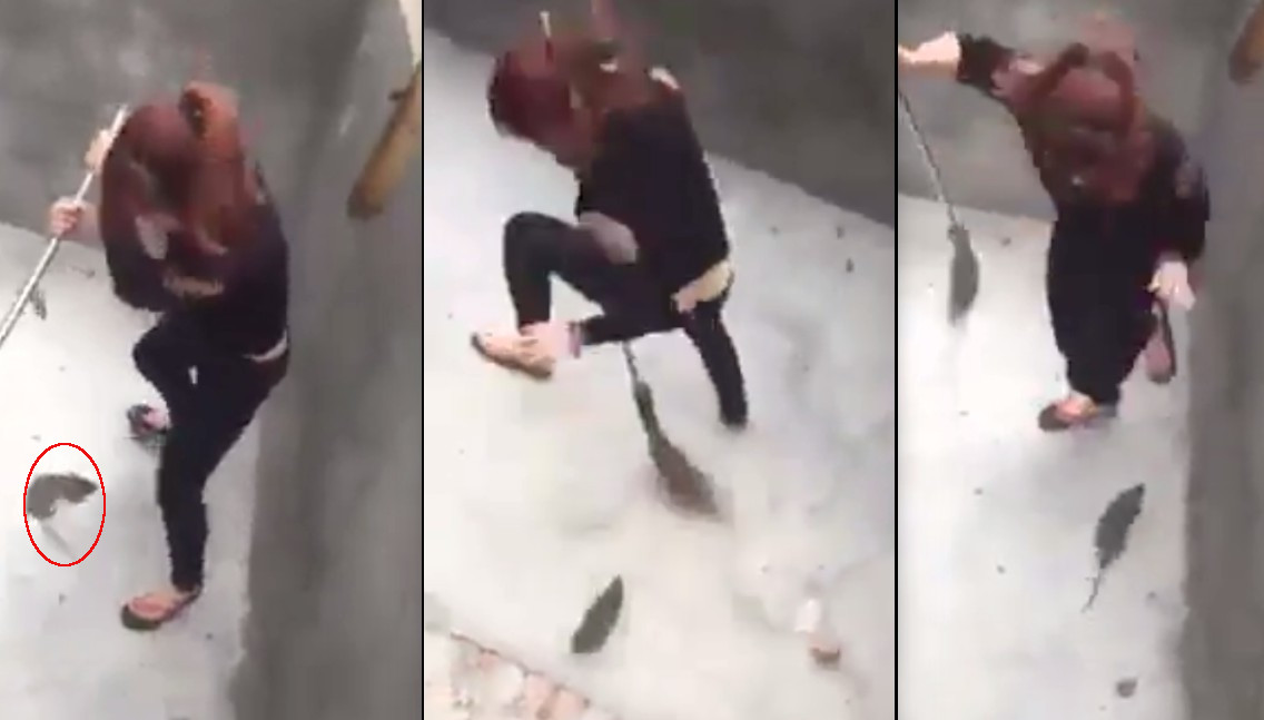 Ataque de rata a una joven se viraliza por agresividad del roedor Ataque de rata a una joven se viraliza por agresividad del roedor