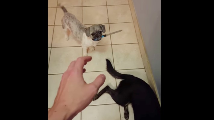 Charlie dog