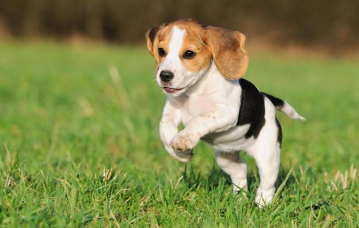 Perro