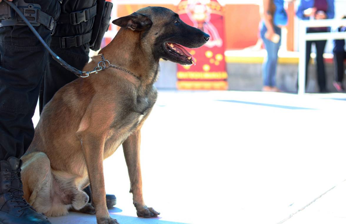 Perro policia