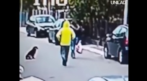 Perro salva a mujer de un asalto Perro salva a mujer de un asalto