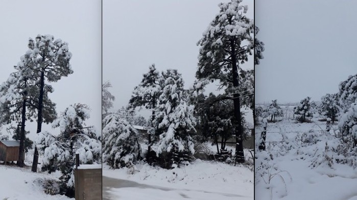 Nieve madera