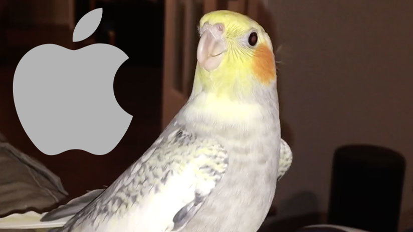 Cacatua canta iphone