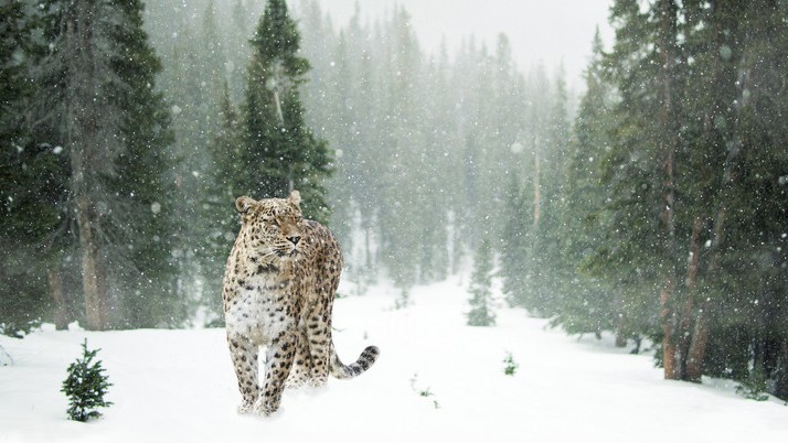 Leopardo