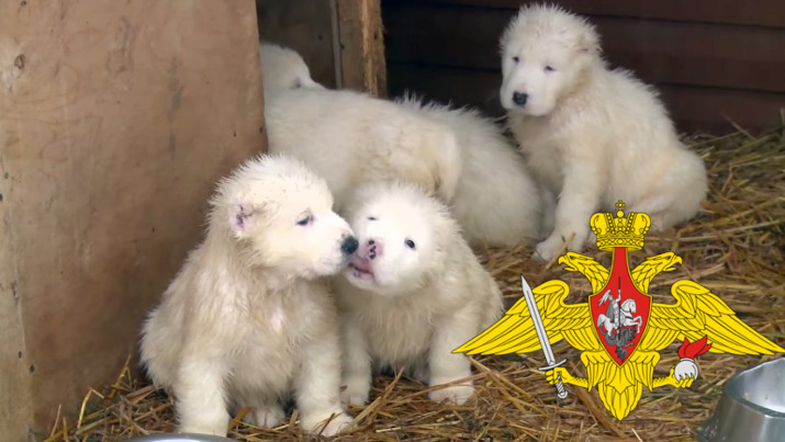 Perros rusos