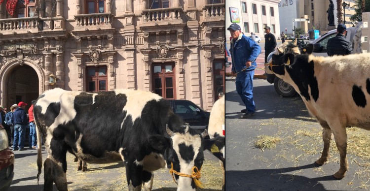 Vaca