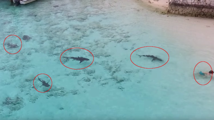 Ni o tiburones las bahamas