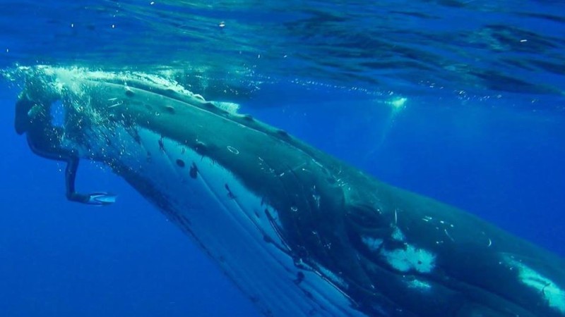 Una ballena salva a un buceador del ataque de un tiburón Una ballena salva a un buceador del ataque de un tiburón