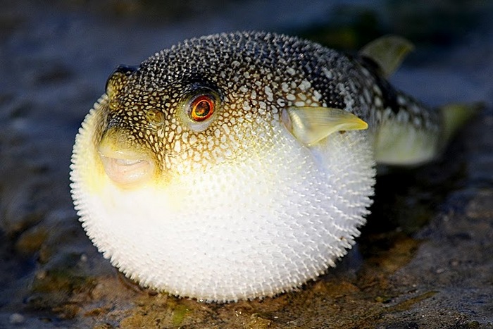 El pez fugu la delicia gourmet mas peligrosa2