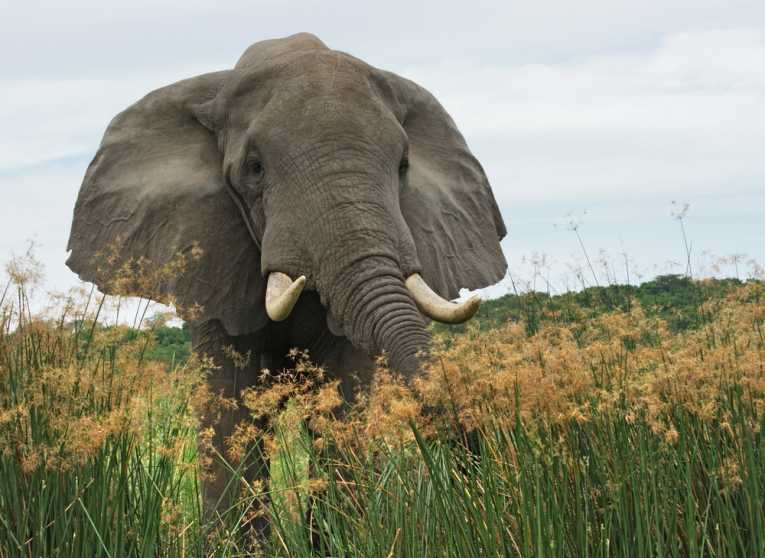 Thankfully elephants scared bees 2311