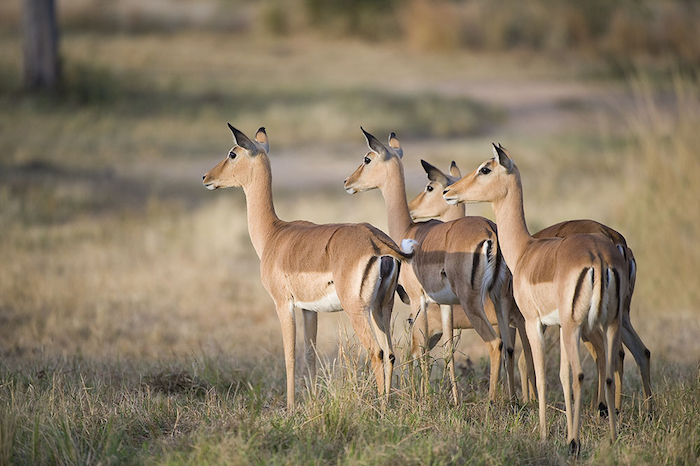 Impala 4
