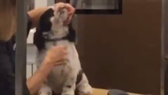 Maltrato perrito