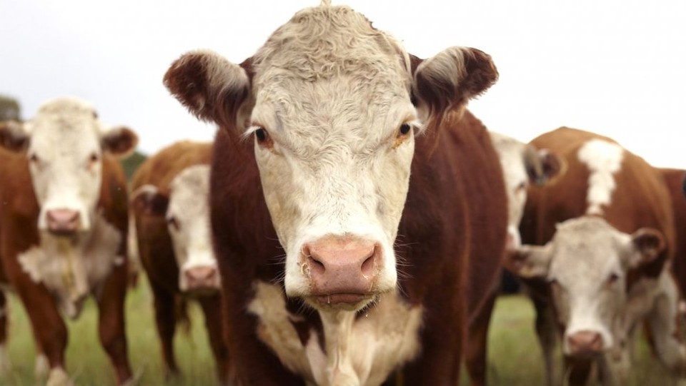 Vaca