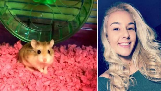 Hamster