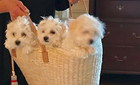 Perritos