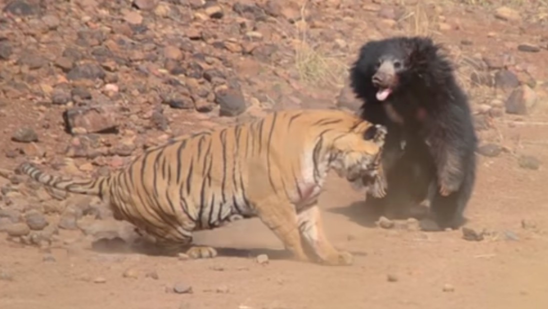 Oso y Tigre pelean brutalmente por la supervivencia