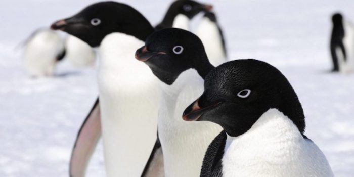 Pinguonso adelaida