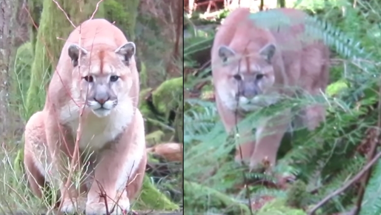 Cougar stalks canada tiempo