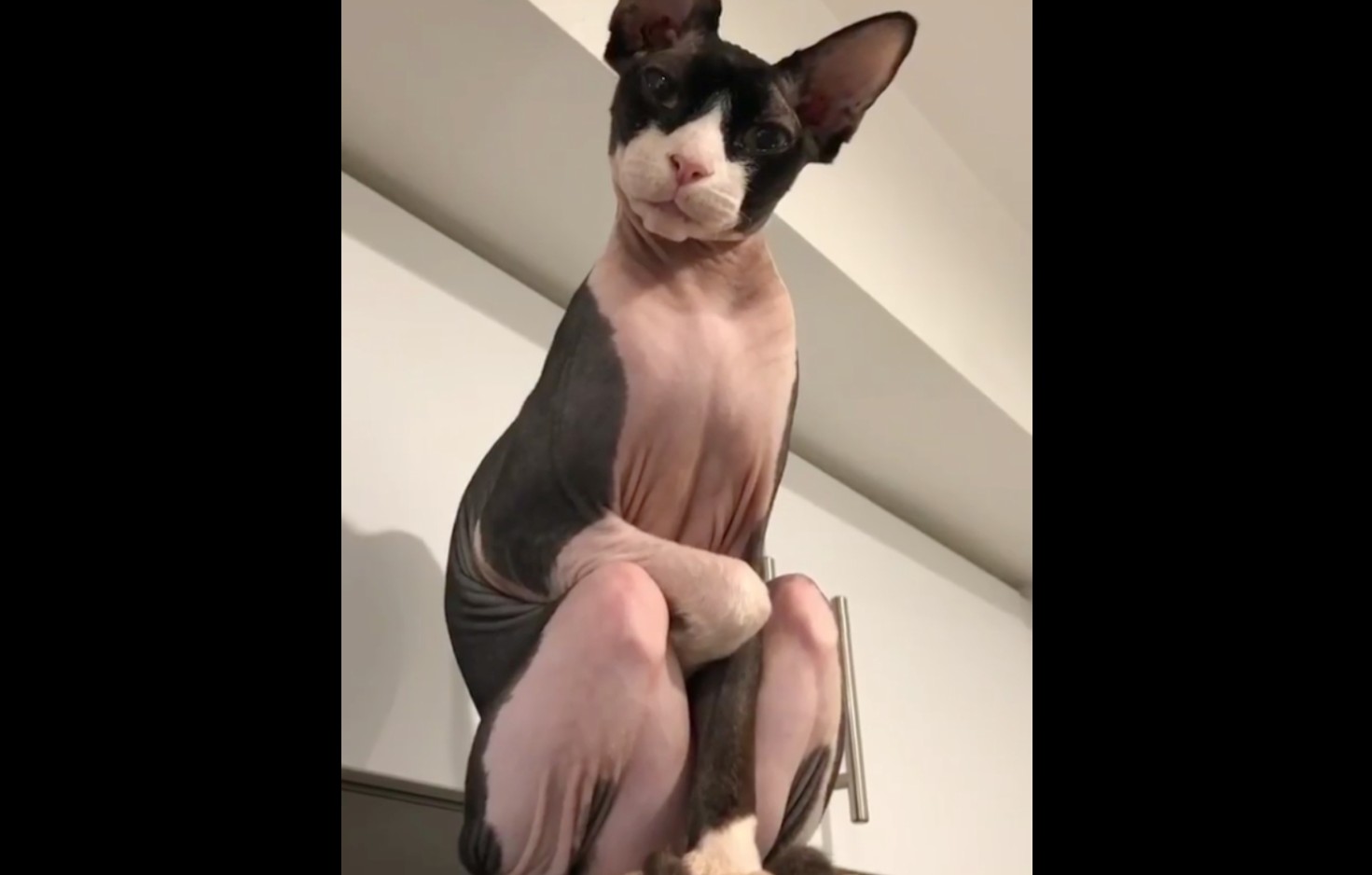 Gato