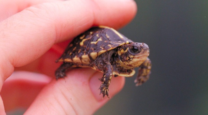 Tortuga