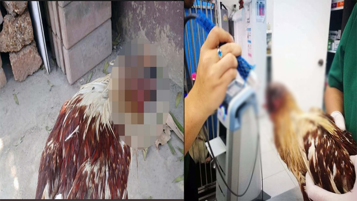 El misterioso caso de la gallina que vive sin cabeza El misterioso caso de la gallina que vive sin cabeza